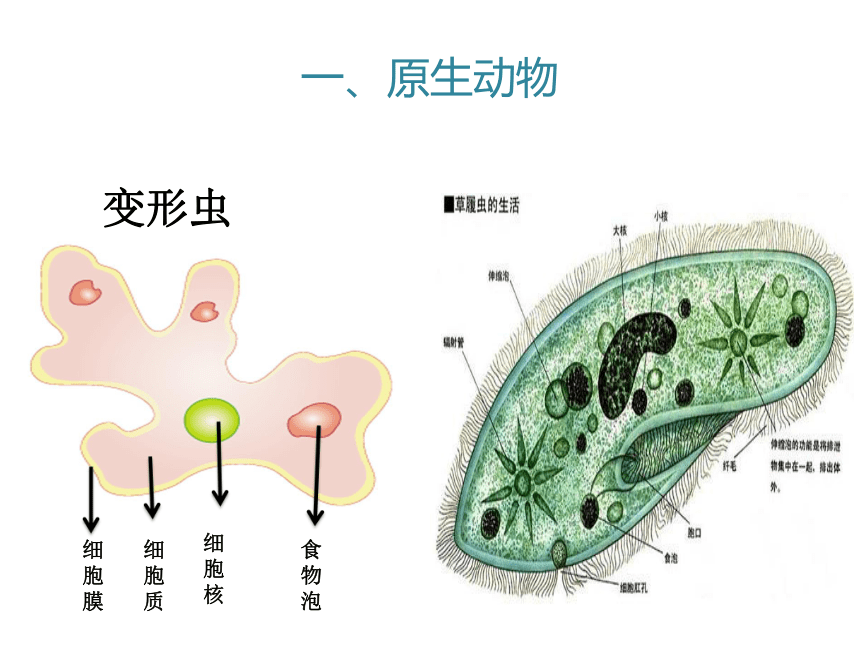 2020-2021学年北师大版八年级生物下册  7.22.2  原生生物的主要类群  课件（21张PPT）