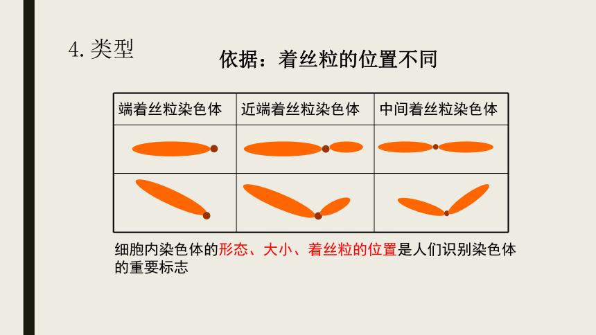 2021-2022学年高一下学期生物浙科版（2019）必修2---2.1染色体通过配子传递给子代课件-（47张PPT）