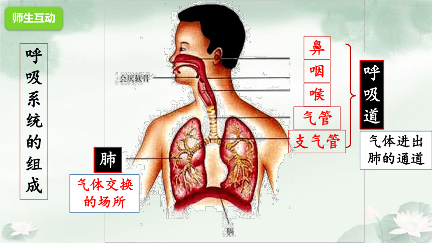 2020-2021学年人教版七年级下册生物课件4.3.1 呼吸道对空气的处理（21张PPT）