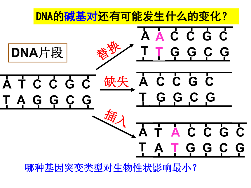 2020-2021学年浙科版（2019）高一生物必修二4.1 基因突变可能引起性状改变 课件（21张PPT）