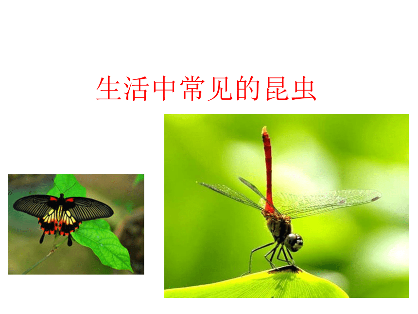 一年级上册美术课件-第11课.  昆虫的一家（我和昆虫） ▏人美版（北京）( 31张PPT)