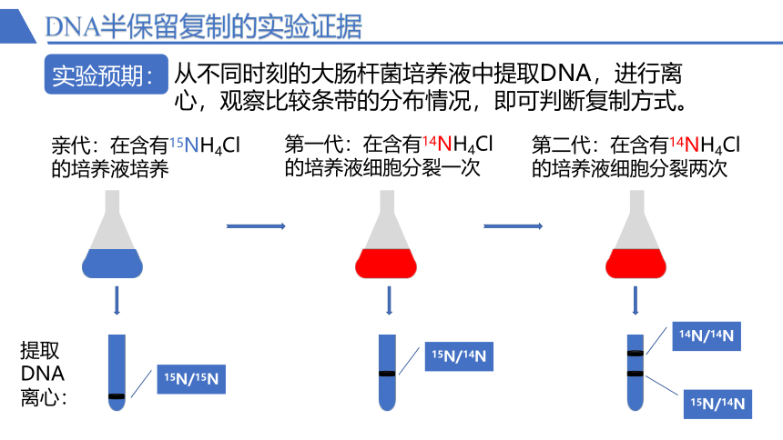 3.3 DNA的复制课件(共34张PPT)-人教版必修2