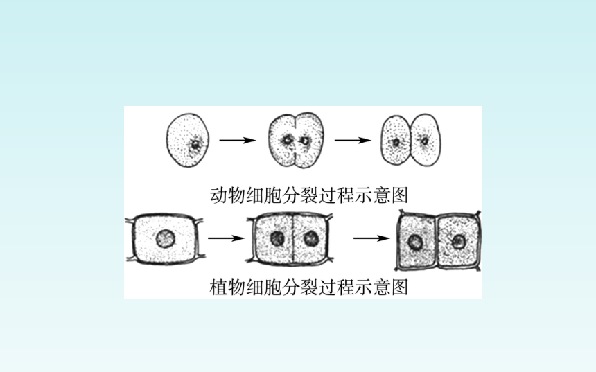 人教版七年级生物上册第二单元_第二章 细胞怎样构成生物体 复习课件（共27张PPT）