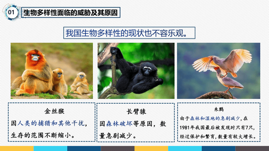 2021-2022学年人教版生物学八年级上册6.3   保护生物的多样性  课件(共16张PPT)