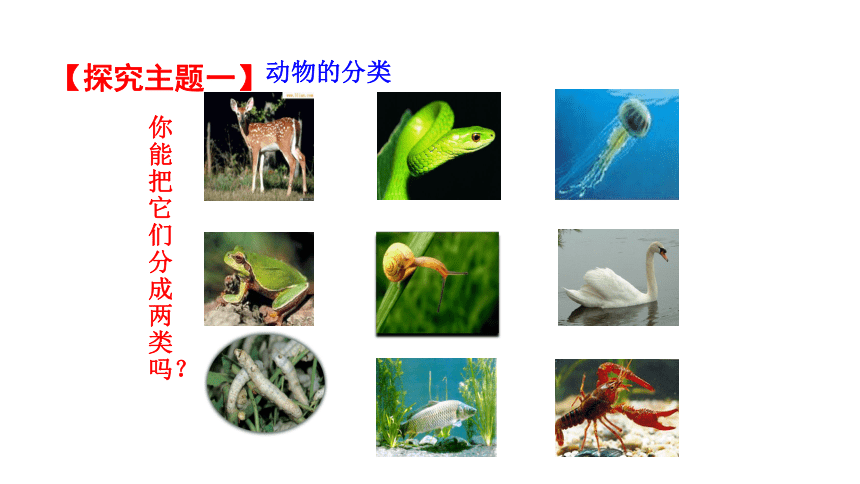 八年级下册生物北师大版课件：第22章 第4节  动物的主要类群（第1课时）(共35张PPT)