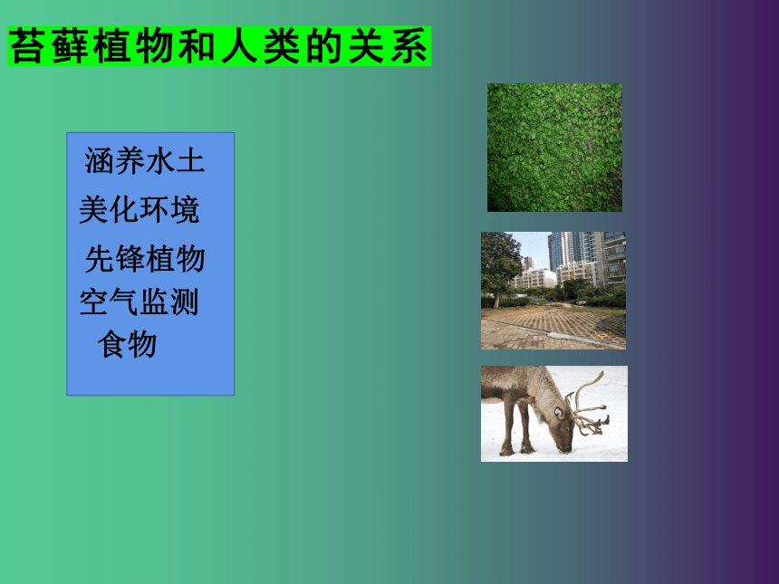 7.22.3 植物的主要类群（第1课时）课件(共22张PPT)2022-2023学年北师大版生物八年级下册