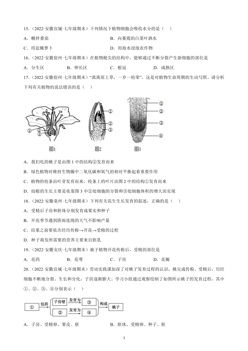 2021-2022学年安徽省各地人教版生物七年级上册 3.2 被子植物的一生 期末试题选编 （含答案）