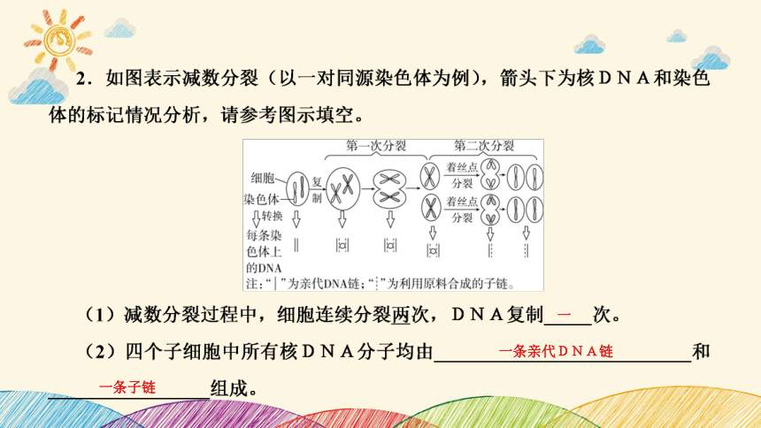 高考生物二轮重点讲练课件：科学思维之微专题2 结合同位素标记研究细胞分裂中的ＤＮＡ复制(共23张PPT)