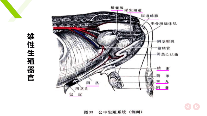 6.1.1雄性生殖器官 睾丸和附睾 课件(共20张PPT)《畜禽解剖生理（第四版）》同步教学(高教版)
