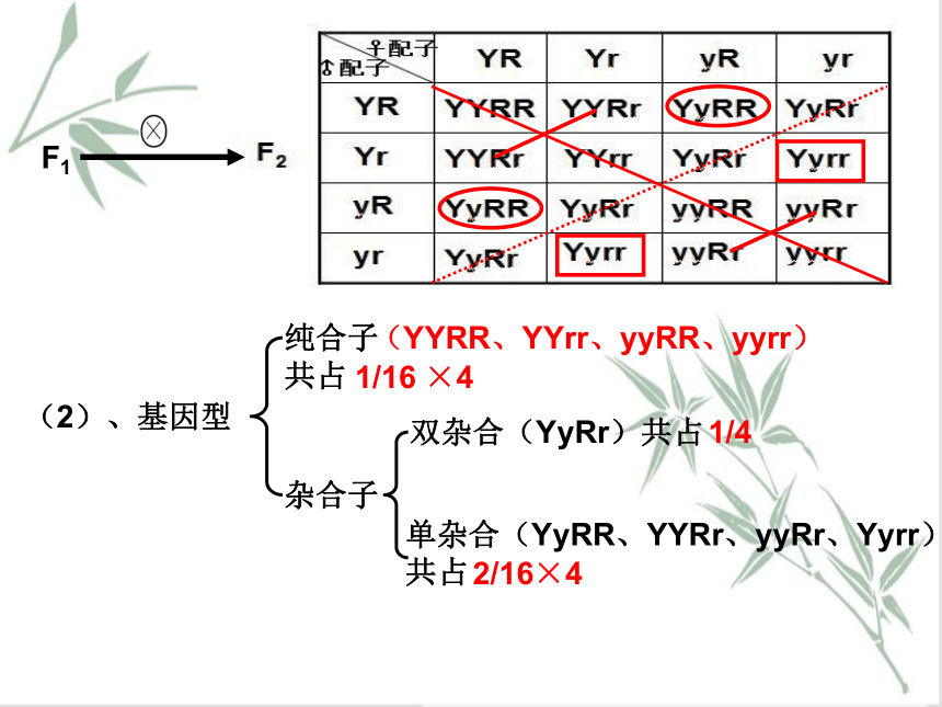 1.2 孟德尔从两对相对性状的杂交实验中总结出自由组合定律 课件（共44张PPT）