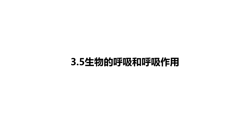 3.5 生物的呼吸和呼吸作用 课件（32张PPT)