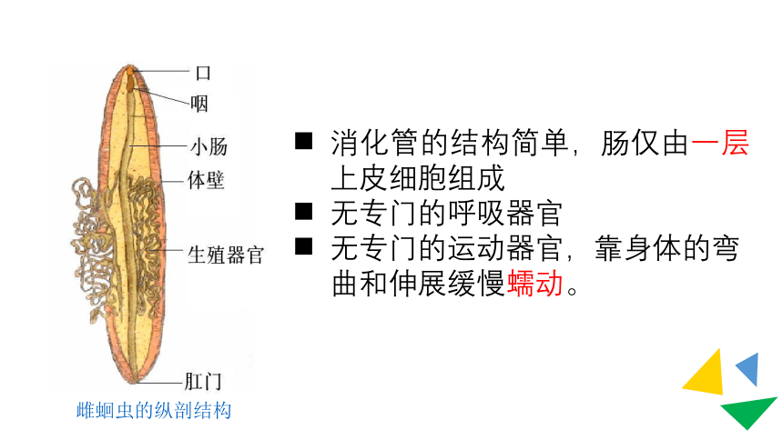 2021--2022学年人教版生物八年级上册5.1.2线形动物和环节动物课件(共28张PPT)