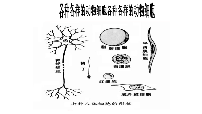 2.2.2 动物体的结构层次课件(共20张PPT)2022--2023学年人教版生物七年级上册