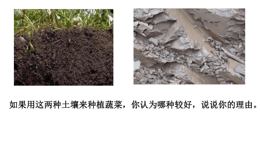 第2节 各种各样的土壤（8张ppt）