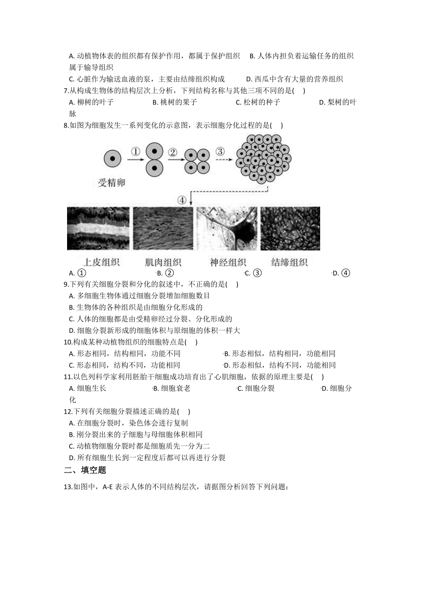 2.3生物体的结构层次同步练习---2021—2022学年浙教版七上科学（含答案）