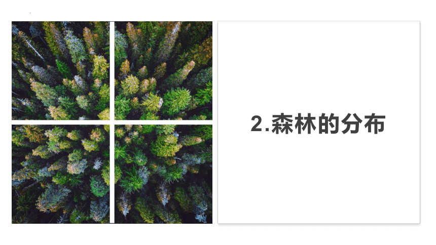 4.1森林及其保护课件（38张）