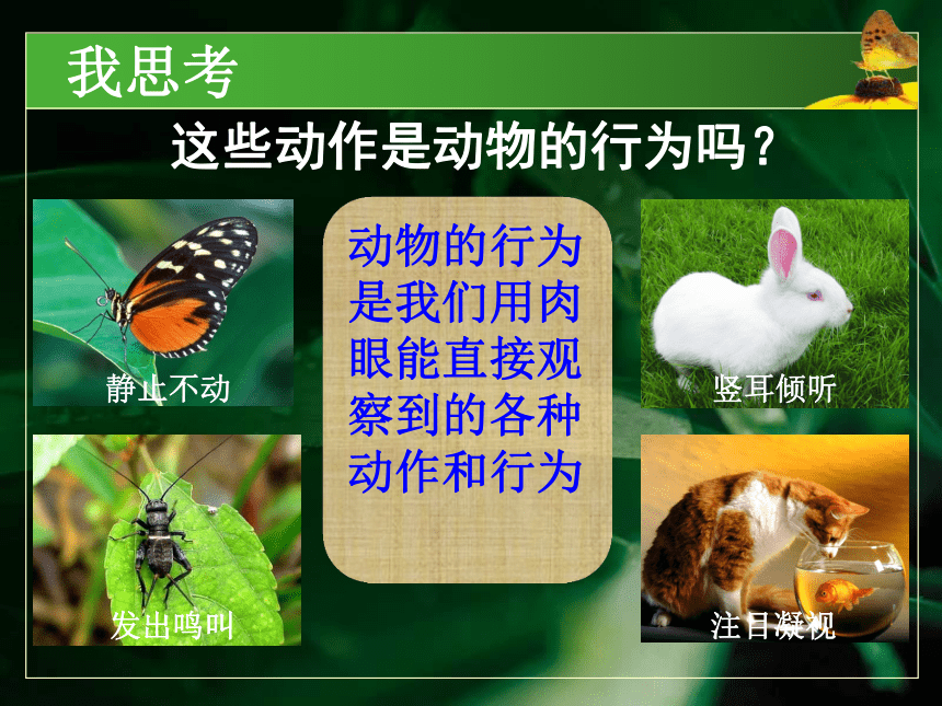 冀教版八上生物 4.2.1动物行为的特点 课件（33张PPT）