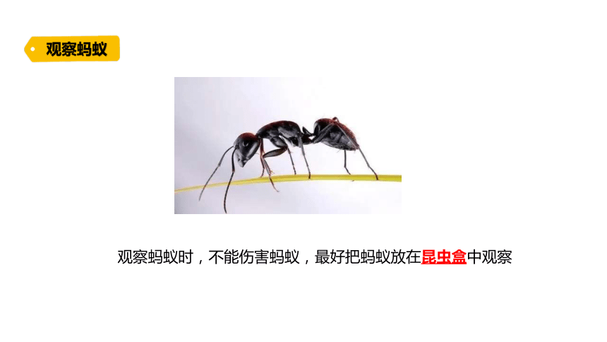 青岛版（六三制2017秋） 四年级上册1.1 蚂蚁课件（13张PPT)
