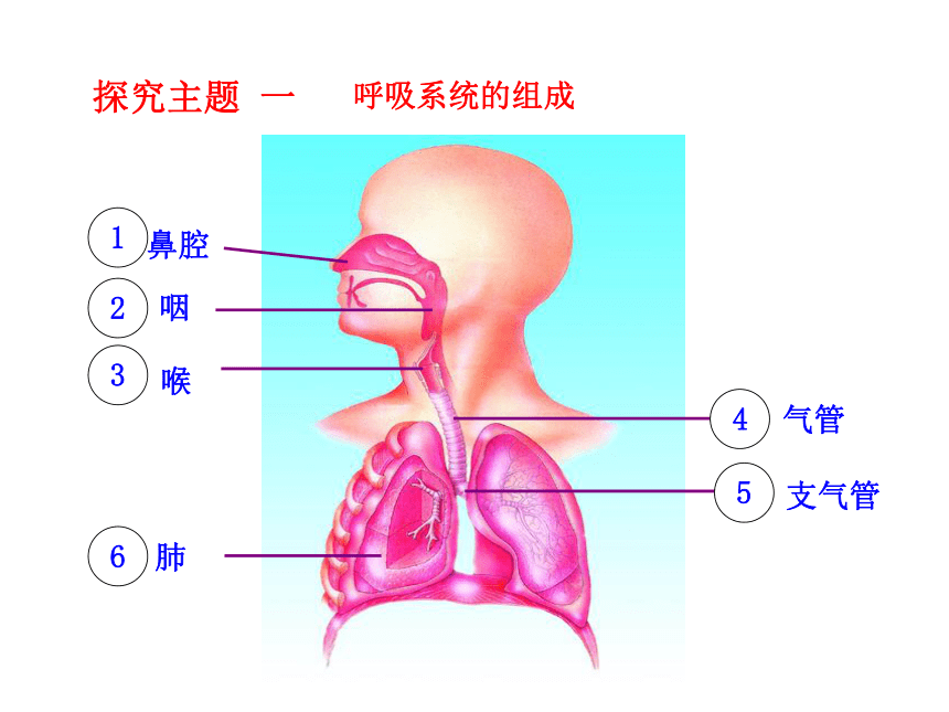 苏教版生物七年级下册 第十章 第三节  人体和外界环境的气体交换课件(共22张PPT)