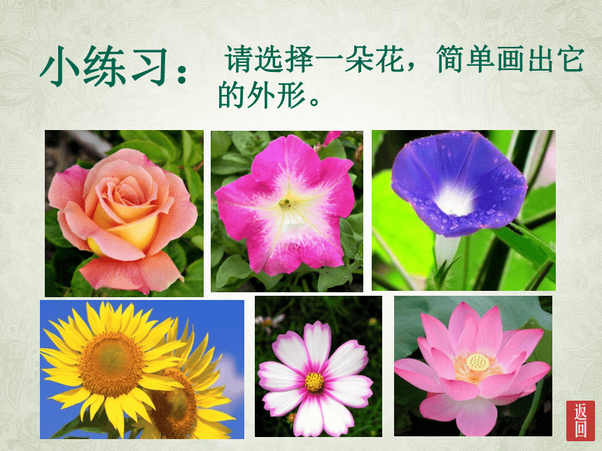 湘美版 四年级美术上册 6. 花儿朵朵  课件（21张PPT）