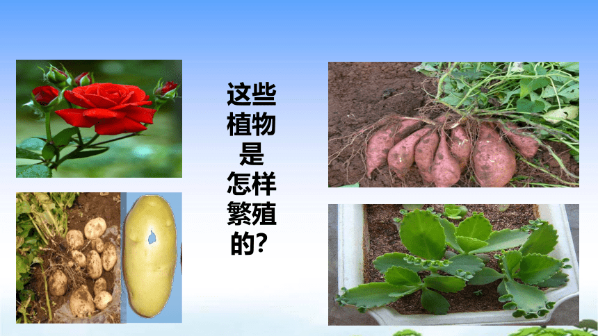 青岛版（五年制2017）三年级下册科学4. 14.植物的“分身术”（课件共16张）