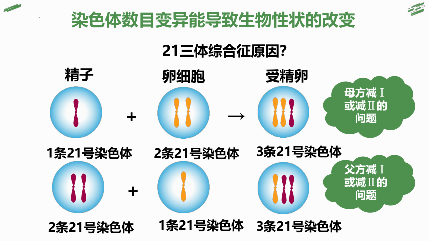 4.3 染色体畸变可能引起性状改变（第2课时）(共49张PPT)高一生物课件（浙科版2019必修2）
