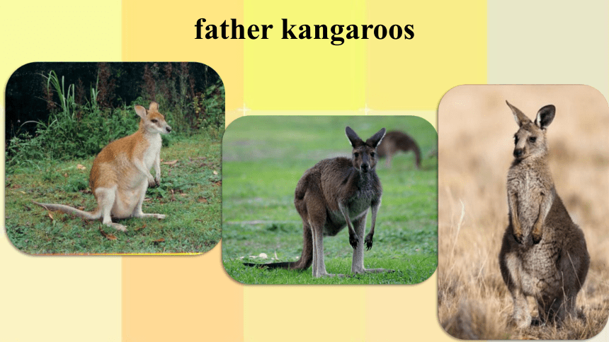 Module9 Unit2 Getting to know more about kangaroos. 课件+素材(共32张PPT)