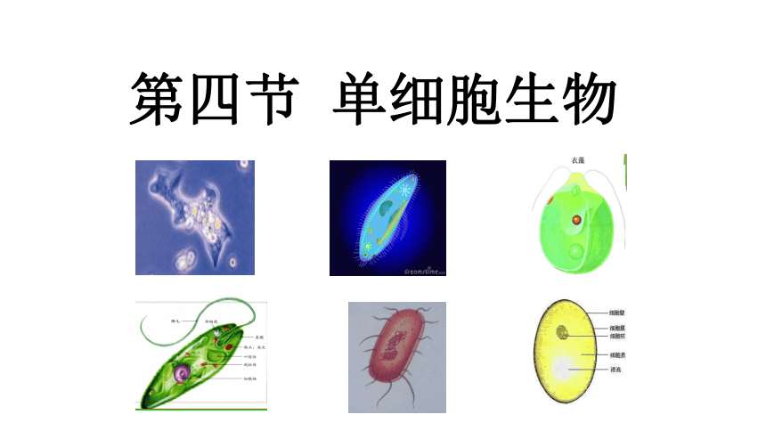 （人教版）初中生物七年级上册同步教学2.2.4 单细胞生物 课件(共24张PPT)