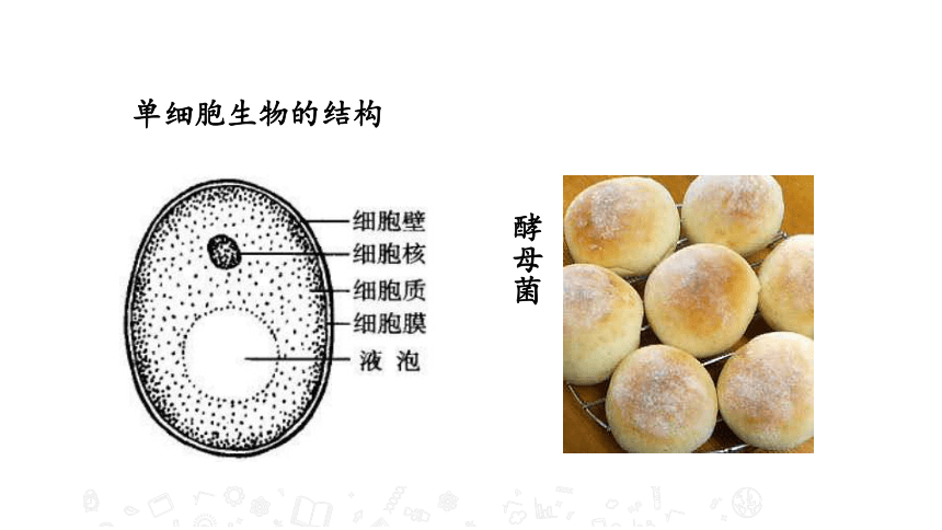 4.1 单细胞生物 教学课件 苏教版七年级生物上册（22张PPT）