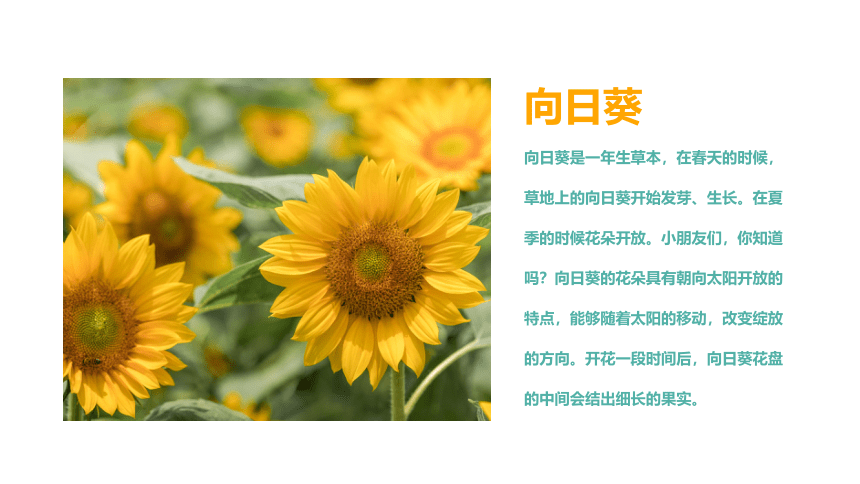 《向日葵》课件通用版少儿美术(共25张PPT)