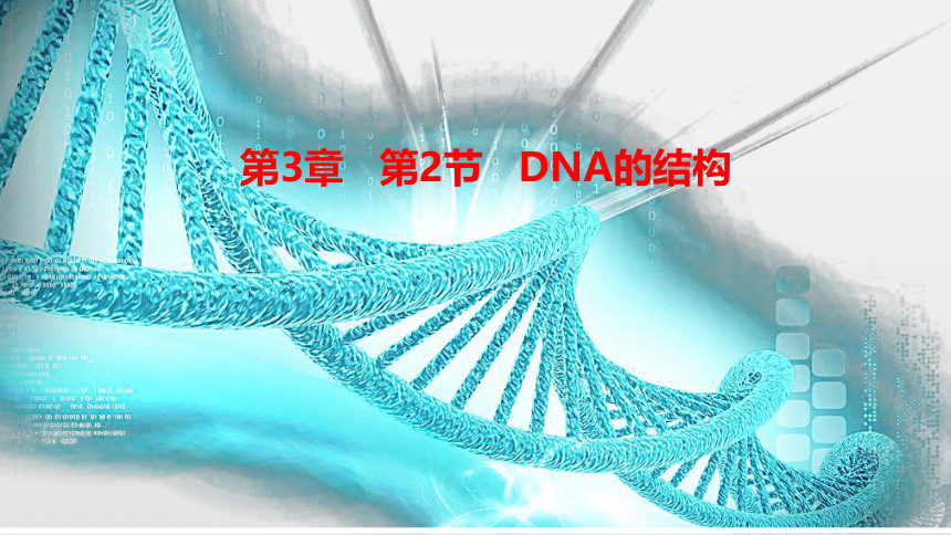 3.2DNA的结构(共18张PPT1份视频)课件人教版（2019）高中生物必修2
