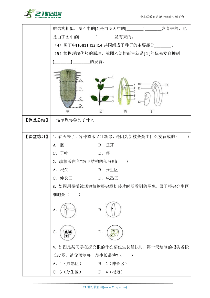 北师大版3.6.2 营养器官的生长-2022-2023学年七年级生物上册同步学案（含答案）