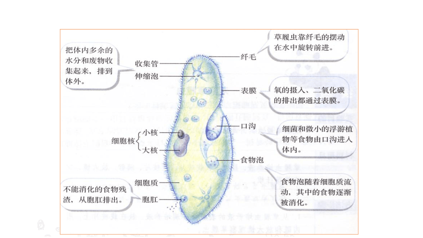4.1 单细胞生物 教学课件 苏教版七年级生物上册（22张PPT）