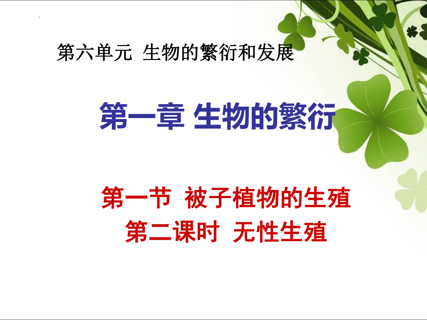 冀教版八年级下册生物 6.1.1被子植物的生殖--二、无性生殖课件(共37张PPT)