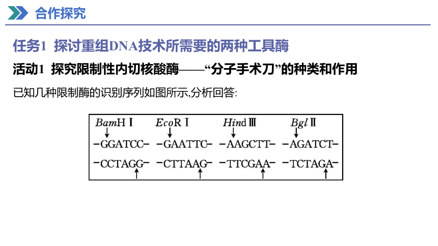 3.1 重组DNA技术的基本工具   课件(共51张PPT) 2023-2024学年高二生物人教版（2019）选择性必修3