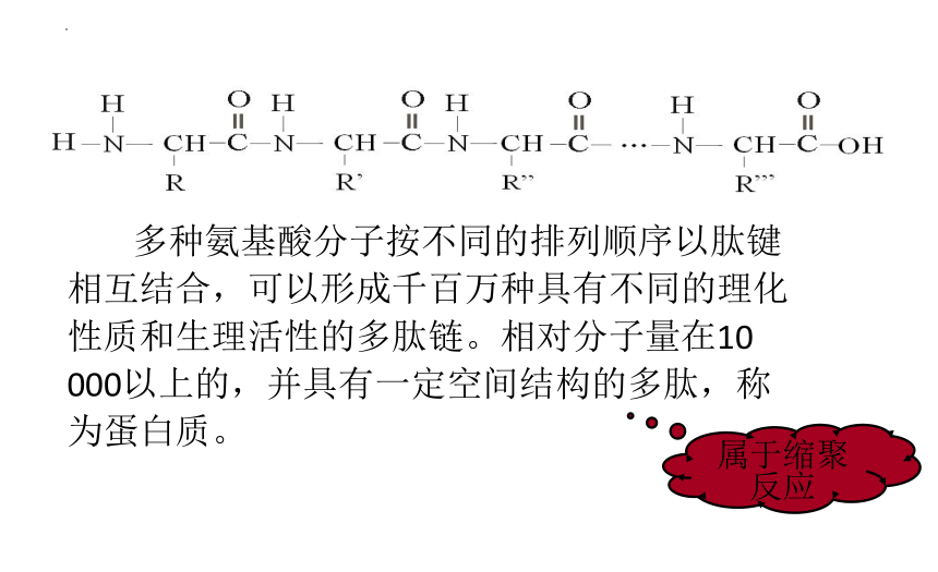 4.2蛋白质课件2021-2022学年高二下学期化学人教版（2019）选择性必修3（20张ppt）