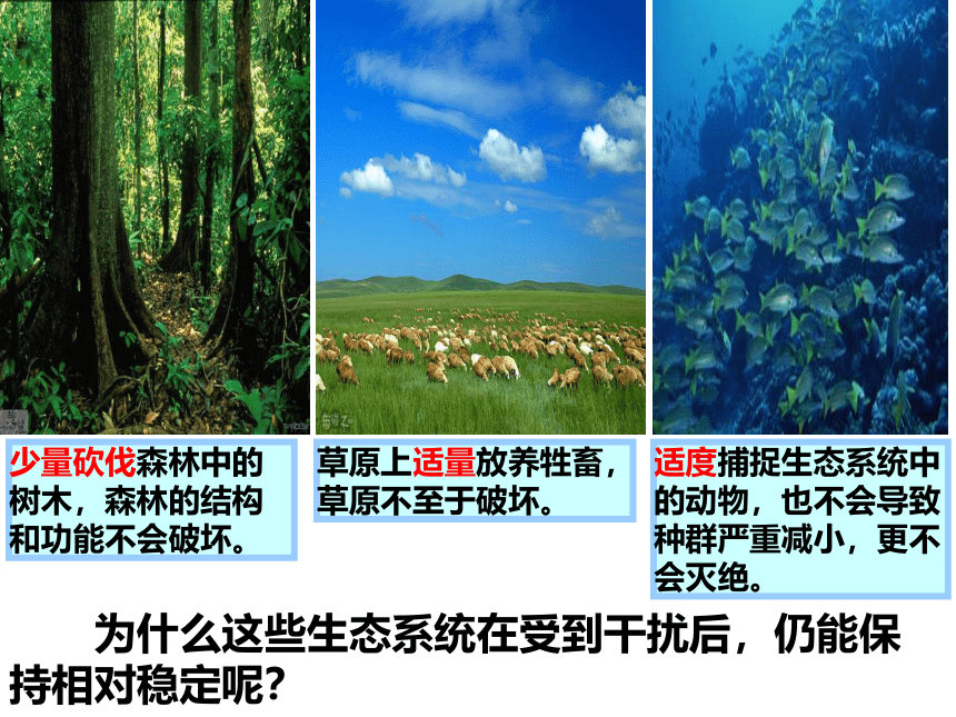 2021-2022学年高二生物上学期同步课件（人教版必修3）5.5 生态系统的稳定性 课件(共23张PPT)