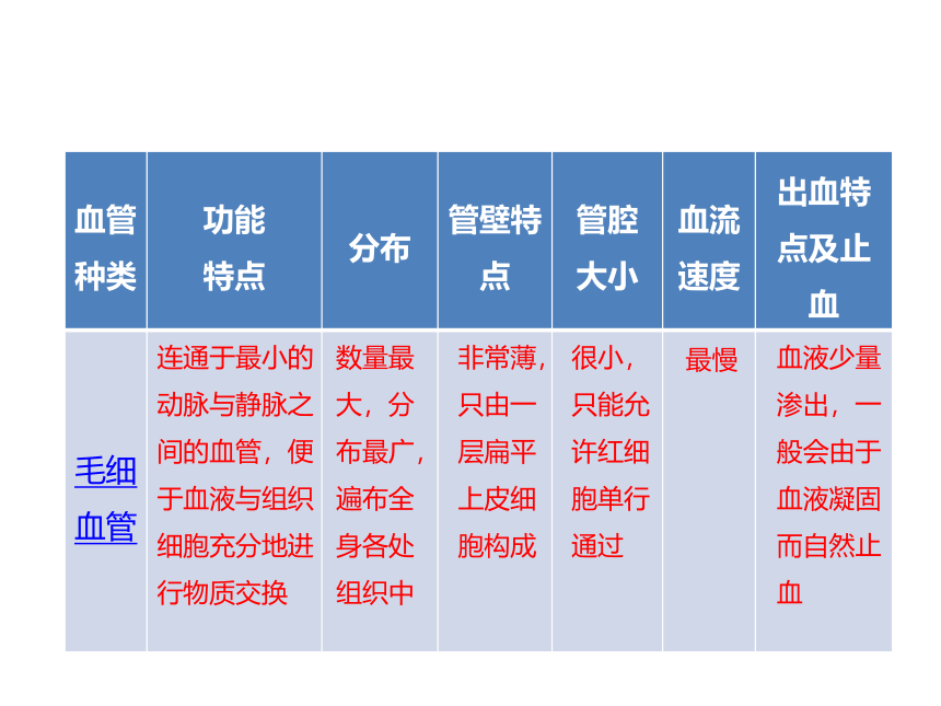 4.4.2 血流的管道──血管课件（28张ppt）