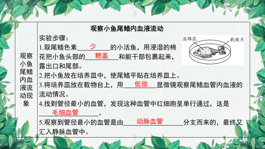 2023年中考生物复习 课题二 人体内物质的运输课件(共36张PPT)