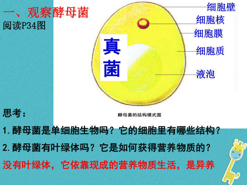 苏科版七年级下册生物 9.3单细胞的生物体 课件（共15张PPT）