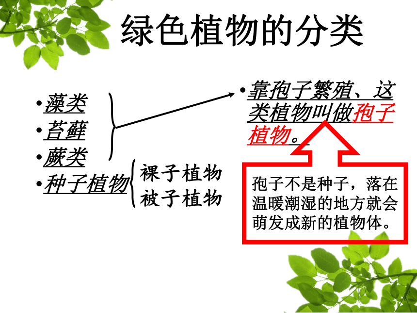 3.1.1藻类、苔藓和蕨类植物课件(共25张PPT)2022--2023学年人教版生物七年级上册