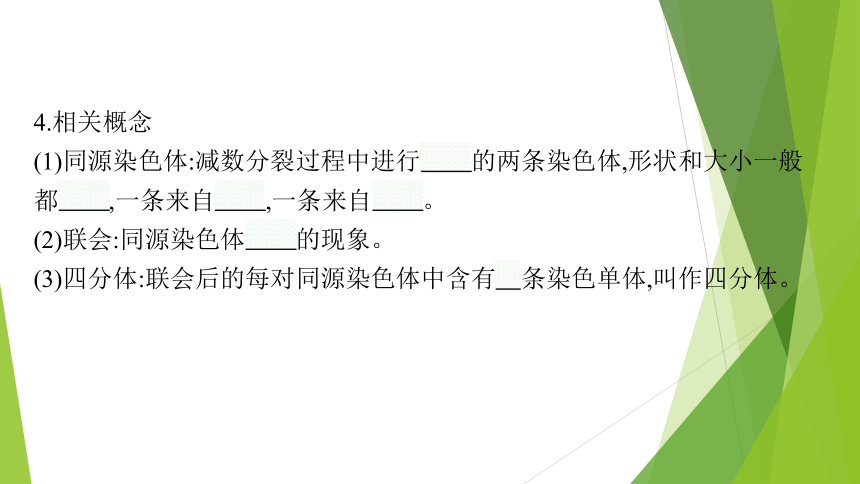 ３．２减数分裂与配子形成课件(共64张PPT)