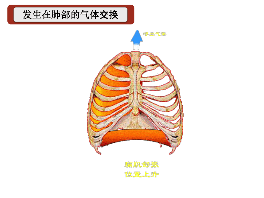 4.3.2发生在肺内的气体交换课件(共24张PPT+内嵌视频1个)人教版初中生物七年级下册