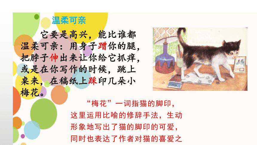 13 猫   第二课时 课件(共19张PPT)