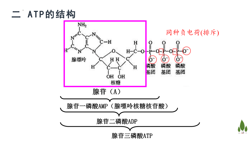 2022-2023学年高一上学期生物浙科版（2019）必修1-3.1ATP是细胞内的“能量通货”课件（24张ppt）