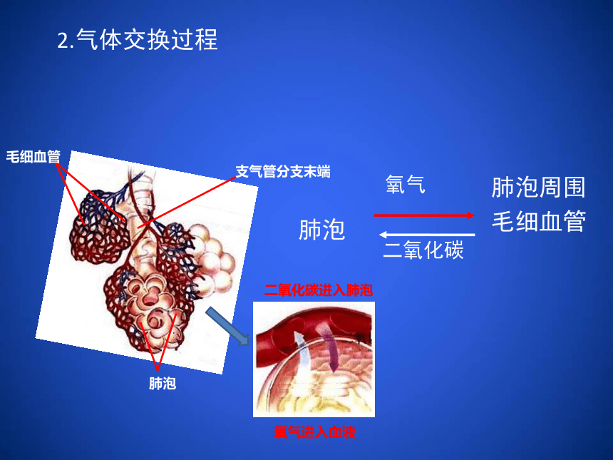 2020--2021学年北师大版生物七年级下册4.10.2. 人体细胞获取氧气的过程课件（第3课时）（39张ppt）