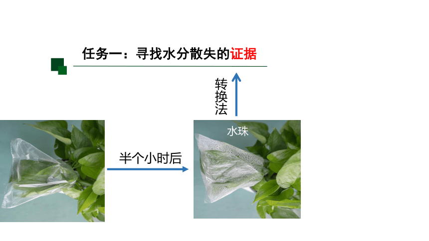 4.5植物的叶与蒸腾作用(课件 17张PPT)