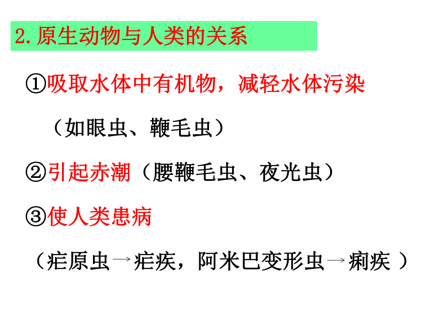 北师大版八年级下册22.2原生生物的主要类型课件(共16张PPT)