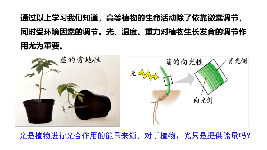 生物人教版（2019）选择性必修1 5.4环境因素参与调节植物的生命活动（共23张ppt）