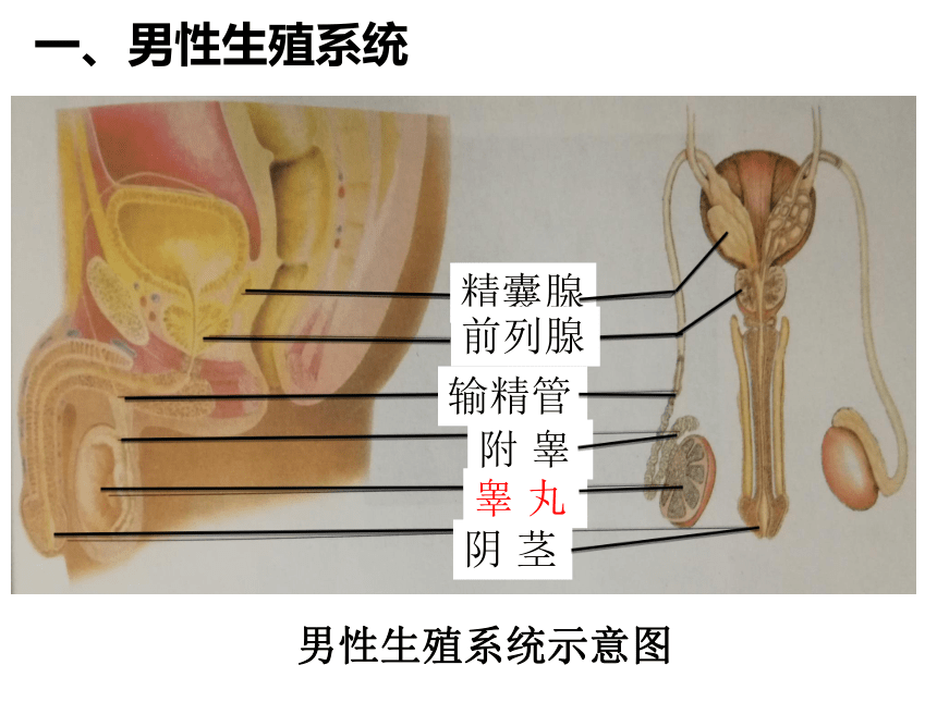 2021-2022学年冀少版八年级生物下册6.1.3 人的生殖和胚胎发育  课件(共19张PPT)